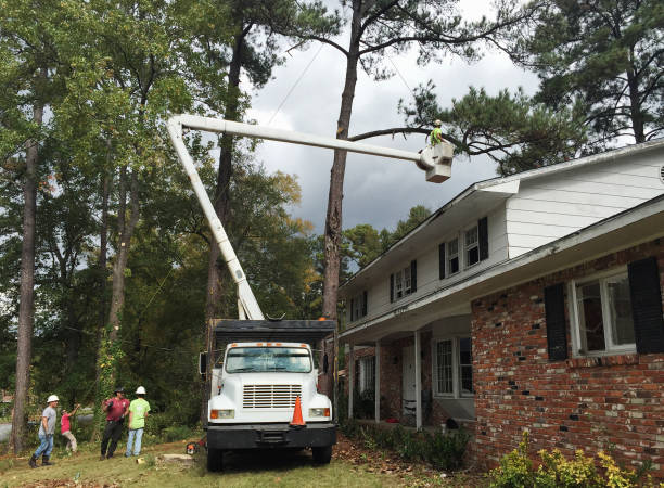 Reliable Kemah, TX Tree Care Solutions