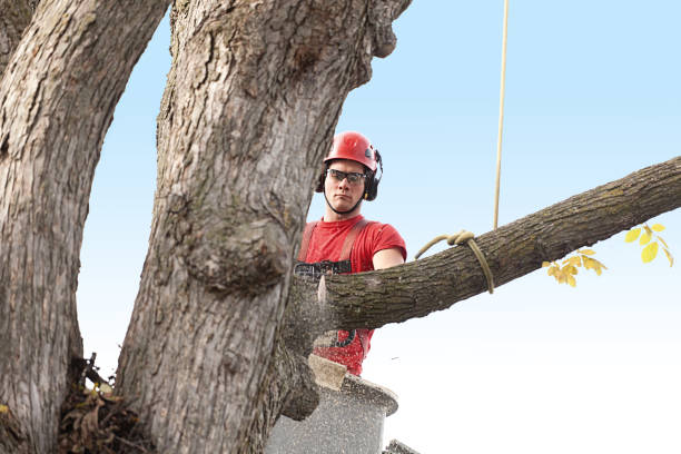 Seasonal Cleanup (Spring/Fall) in Kemah, TX